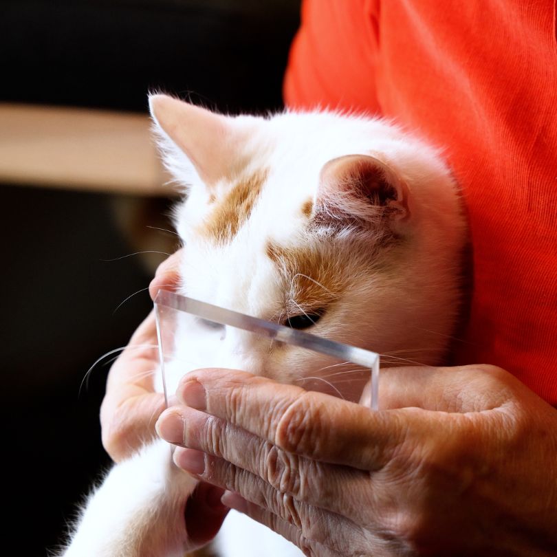Nasenabdruck Katze machen